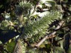 Sauce ceniciento (Salix atrocinerea)